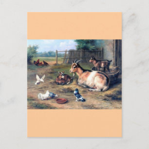 Farm Goat Kids Pigeons Postcard