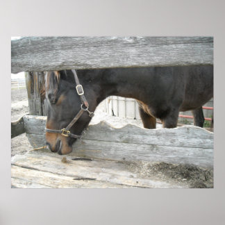Farm Horse Humour Poster
