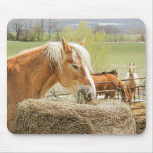 Farm Horse Munching on Some Hay