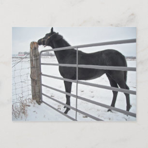 Farm Horse Postcard
