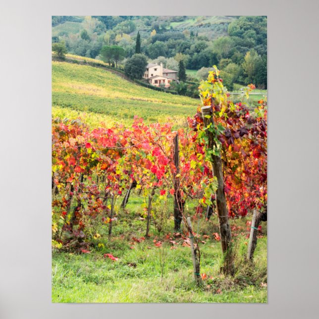 Farm house and vineyard poster (Front)