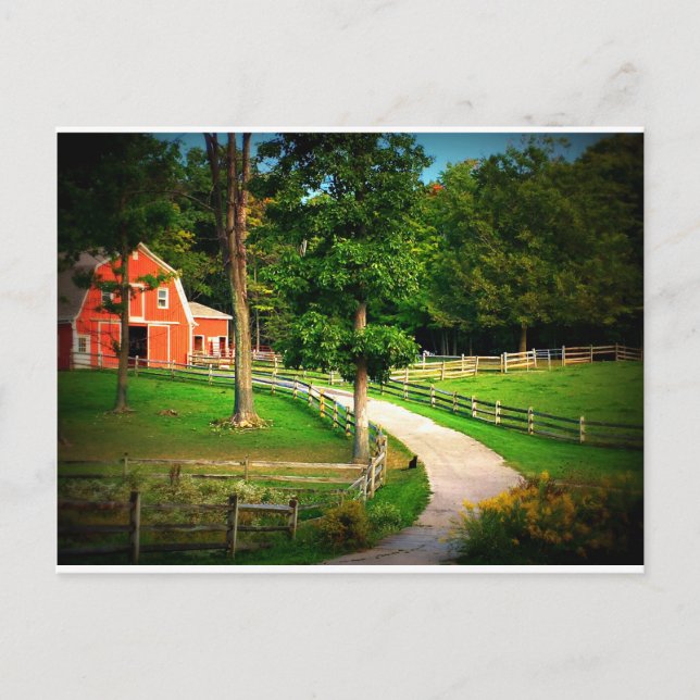 Farm house cat in the barn yard postcard (Front)