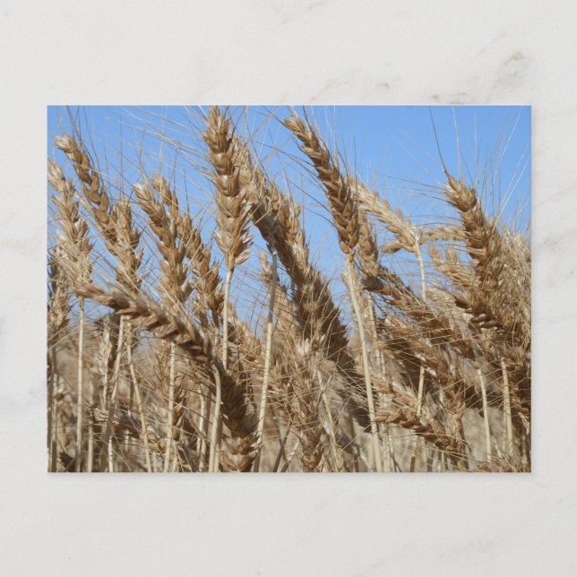 Farm Life USA Wheat Postcard (Front)