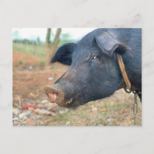 Farm Pig Design Postcard