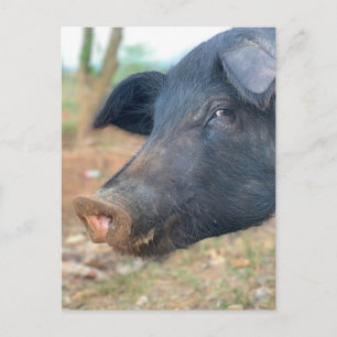 Farm Pig Design Postcard