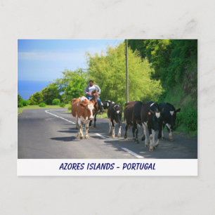 Farmer and cows postcard