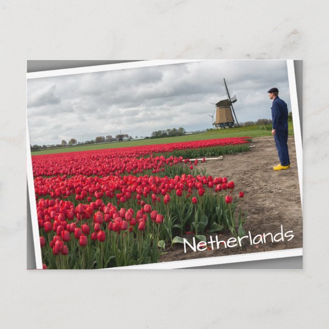 Farmer inspecting his tulips and windmill postcard (Front)