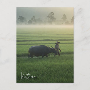 Farmer with a Buffalo Vietnam Travel Postcard