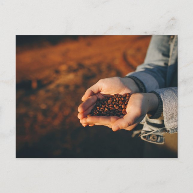 Farmer with Coffee Beans Postcard (Front)