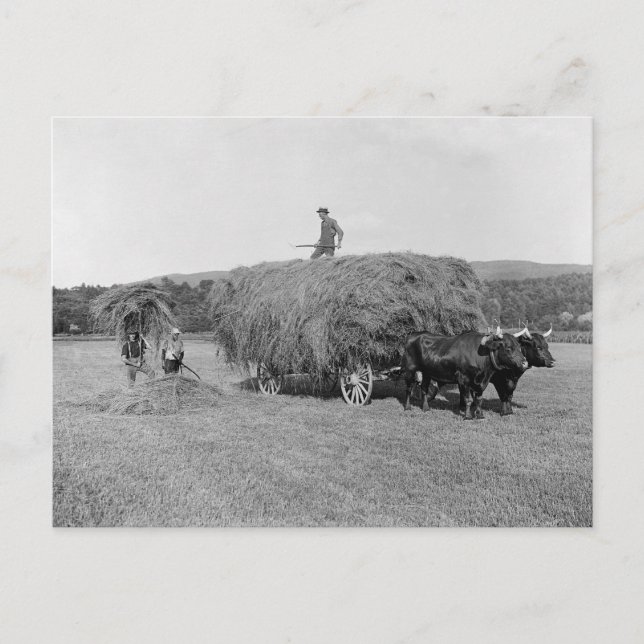 Farmers Cutting Hay, 1906 Postcard (Front)
