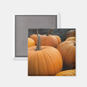 Farmer's Market, Autumn Harvest Pumpkins Magnet