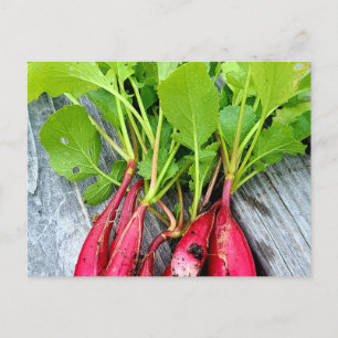 Farmer's Market Radish Postcard