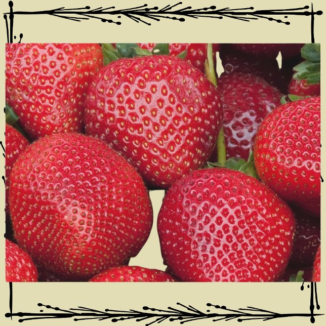 Farmers Market Strawberries Postcard (Creator Uploaded)