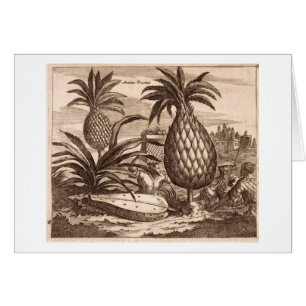 Farming Large Pineapples, illustration from a desc