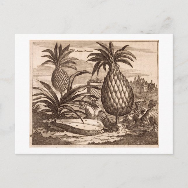Farming Large Pineapples, illustration from a desc Postcard (Front)