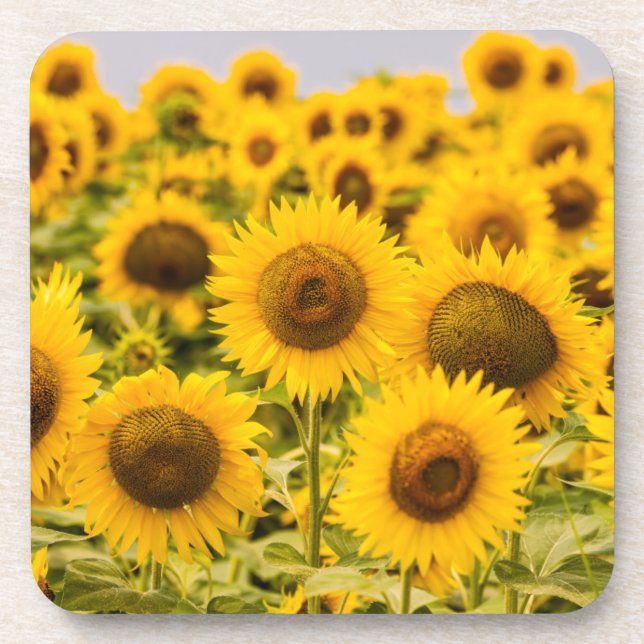 Farms | A Sunflower Field Coaster (Front)