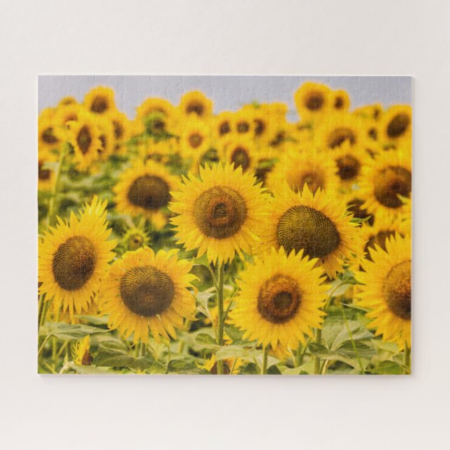 Farms | A Sunflower Field Jigsaw Puzzle (Horizontal)
