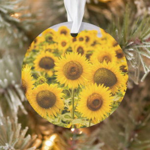 Farms   A Sunflower Field Ornament