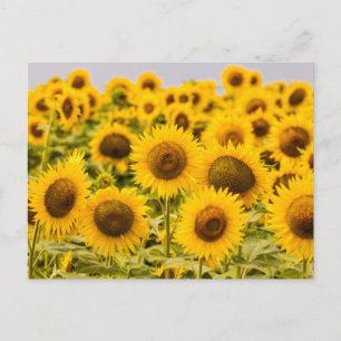 Farms A Sunflower Field Postcard