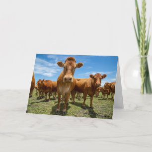 Farms Brown Cow Group Card