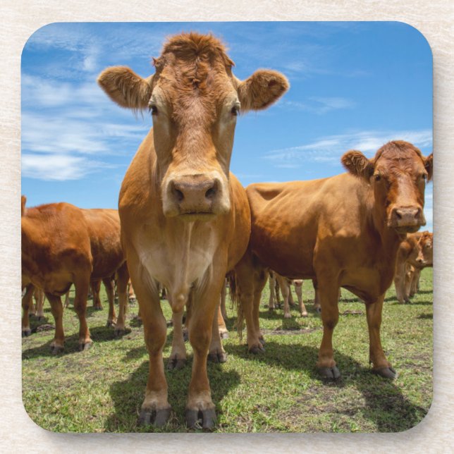 Farms | Brown Cow Group Coaster (Front)