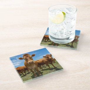 Farms Brown Cow Group Glass Coaster
