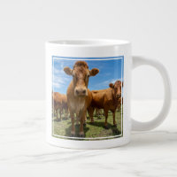 Farms | Brown Cow Group