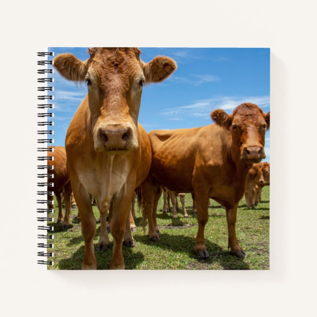 Farms | Brown Cow Group Notebook (Front)