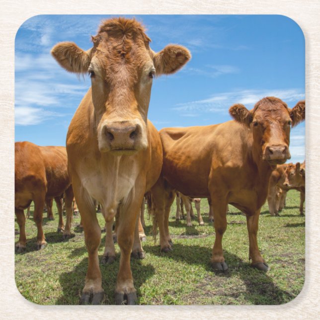 Farms | Brown Cow Group Square Paper Coaster (Front)