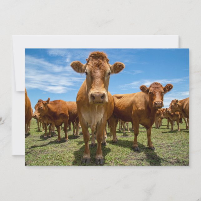Farms | Brown Cow Group Thank You Card (Front)