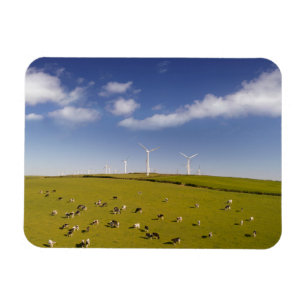 Farms   Cows Near Windmill Farm Magnet