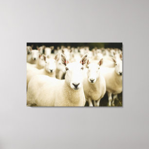 Farms Herd of Sheep Canvas Print