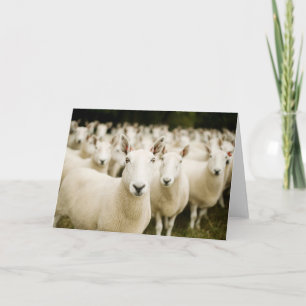 Farms Herd of Sheep Card