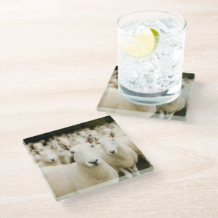 Farms Herd of Sheep Glass Coaster