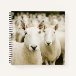 Farms Herd of Sheep Notebook