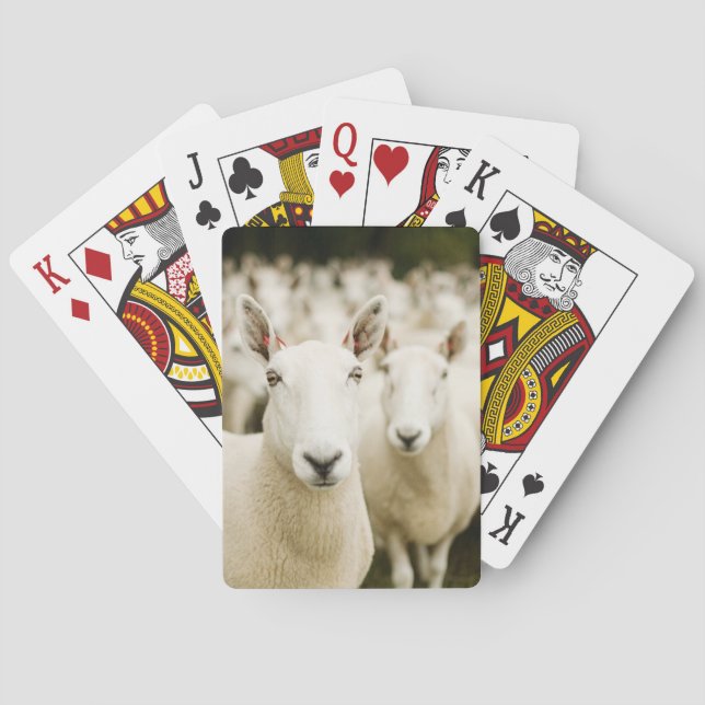 Farms | Herd of Sheep Playing Cards (Back)