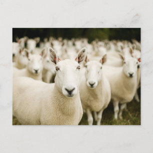 Farms Herd of Sheep Postcard