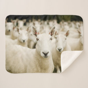 Farms Herd of Sheep Sherpa Blanket