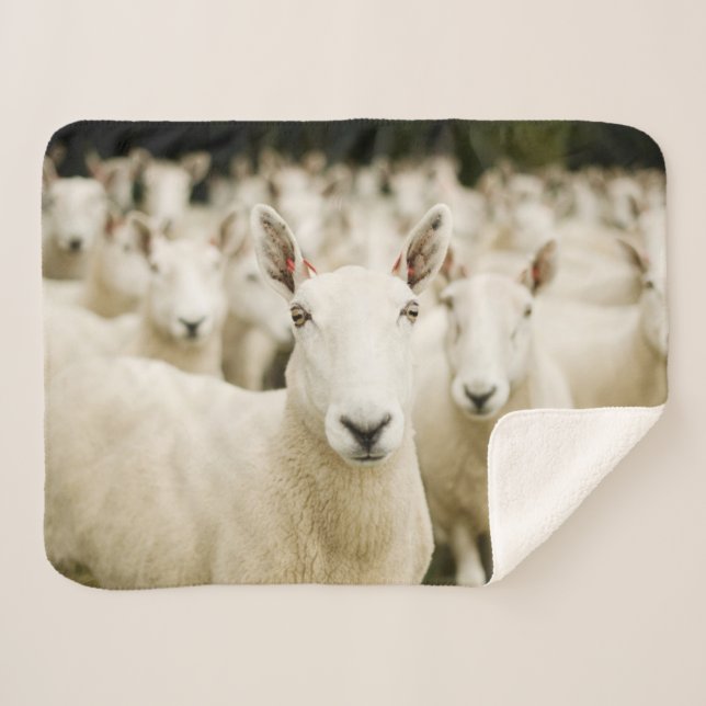 Farms | Herd of Sheep Sherpa Blanket (Front (Horizontal))