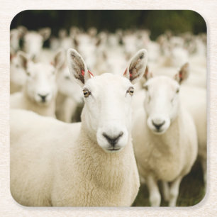 Farms Herd of Sheep Square Paper Coaster