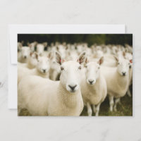 Farms | Herd of Sheep