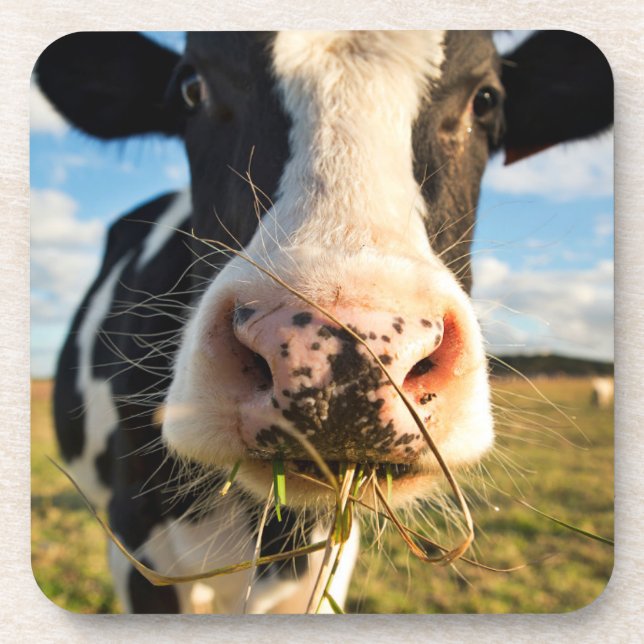 Farms | Holstein Cow Chewing Coaster (Front)