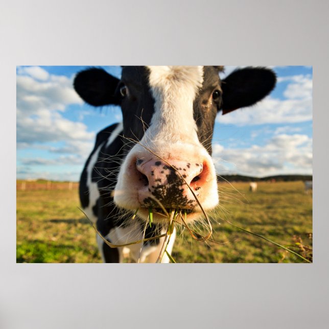 Farms | Holstein Cow Chewing Poster (Front)