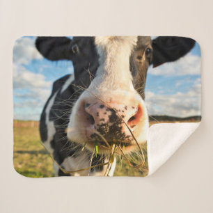 Farms   Holstein Cow Chewing Sherpa Blanket