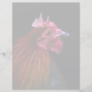 Farms Rooster Head Shot