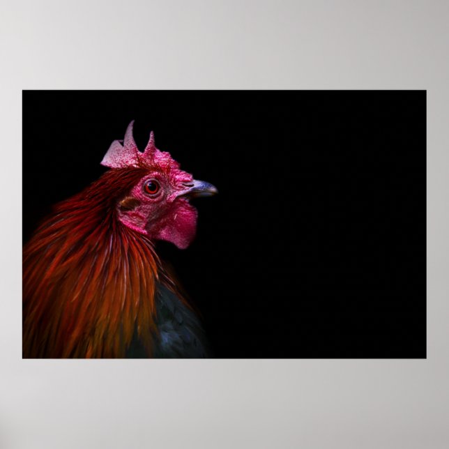 Farms | Rooster Head Shot Poster (Front)