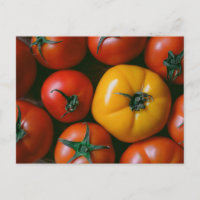 Farms | Shiny Red & Yellow Tomatoes