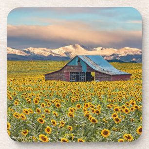 Farms Sunflower Field Coaster