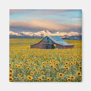 Farms   Sunflower Field Magnet