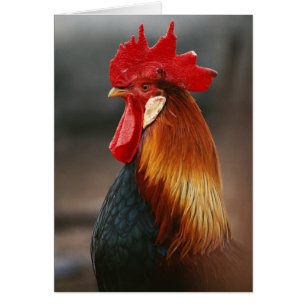 Farmyard Domestic Rooster